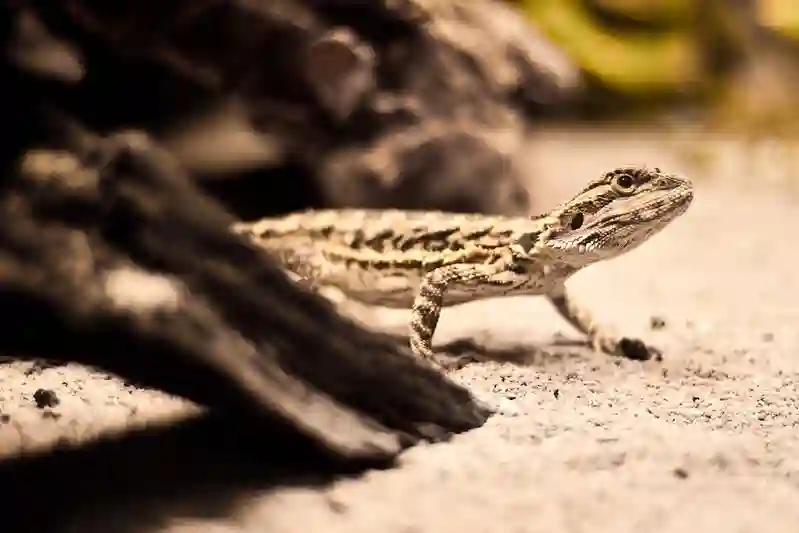 Can Bearded Dragons Eat Madagascar Hissing Cockroaches?
