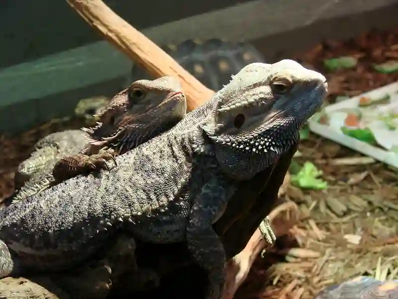 Black Fungus In a Bearded Dragon – Everything You Need To Know