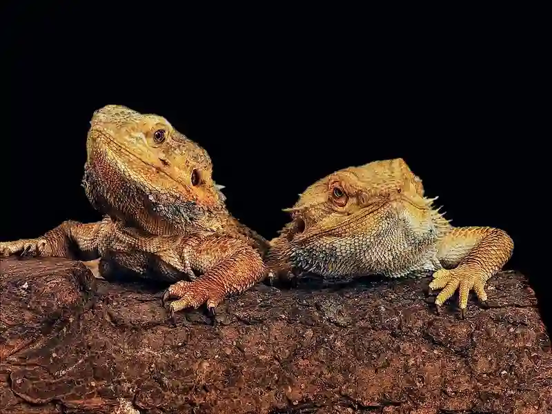 Can Bearded Dragons Eat Calci Worms?