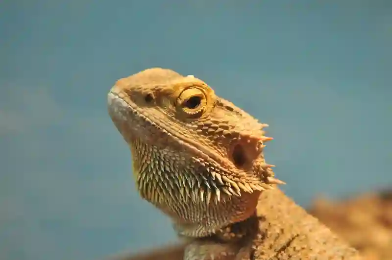 Can Bearded Dragons Eat Chips?