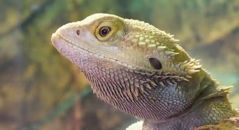 Can Bearded Dragons Eat Coconut?