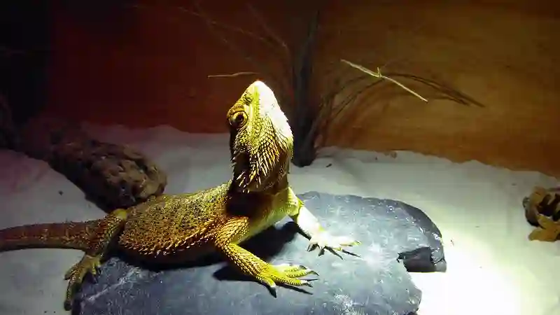 Can Bearded Dragons Eat Eggplant?