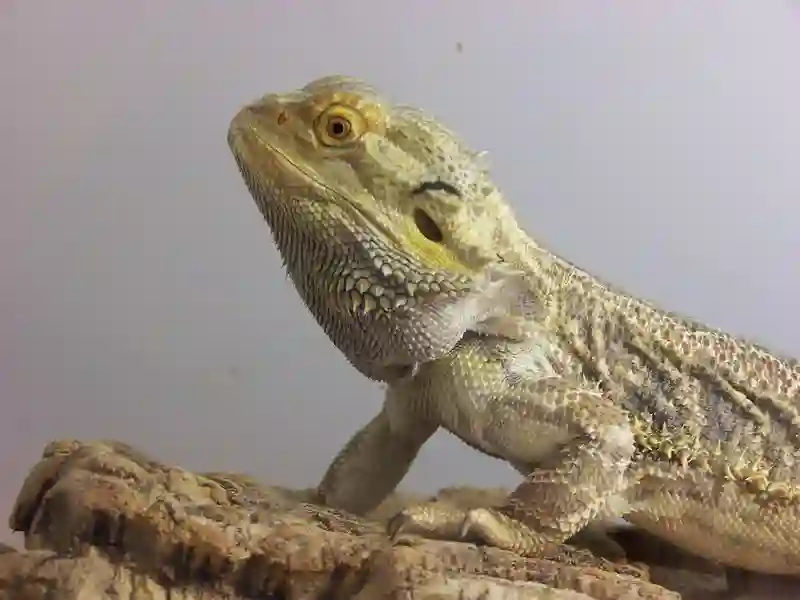Can Bearded Dragons Eat Moss?