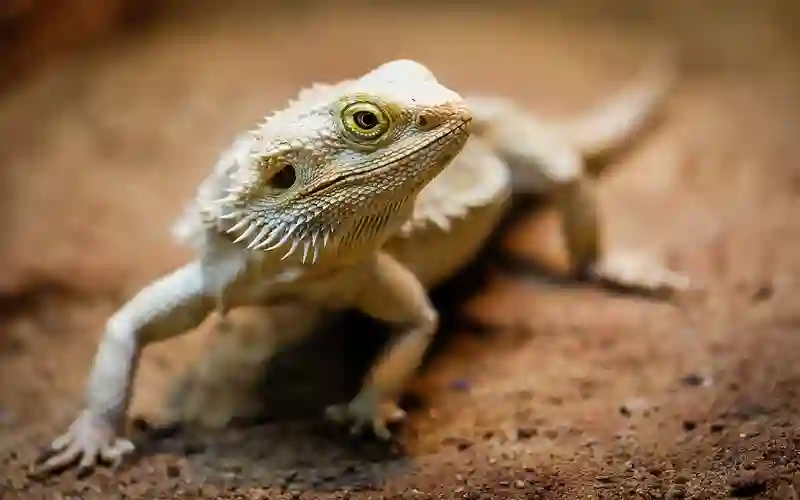 Can Bearded Dragons Eat Mulberries?