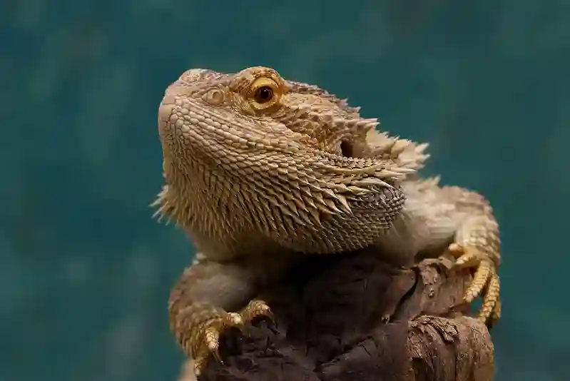 Can Bearded Dragons Eat Peanut Butter?