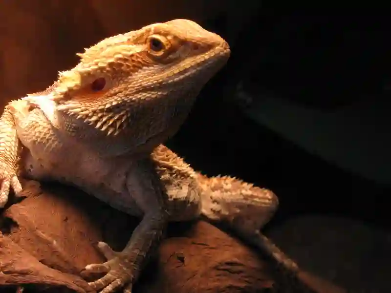 Can Bearded Dragons Eat Pellet Food?