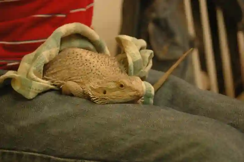 Can Bearded Dragons Eat Purple Cabbage?