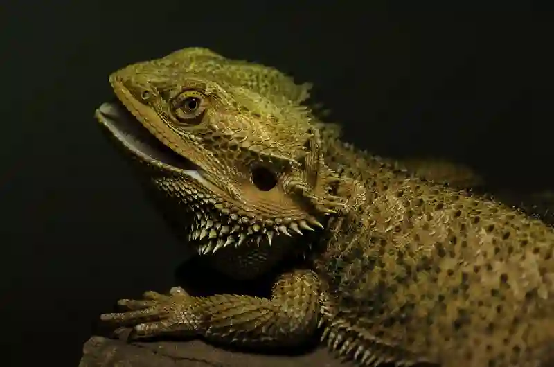 Can Bearded Dragons Eat Purple Grapes?