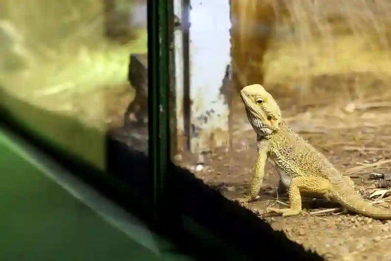 Can Bearded Dragons Eat Rockets?