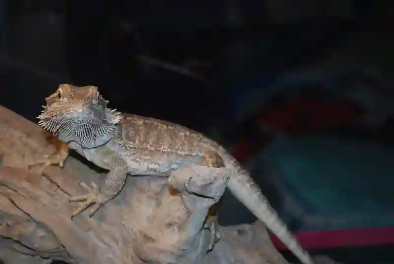 Can Bearded Dragons Eat Rose Petals?
