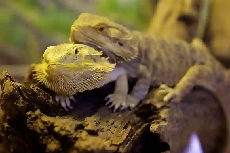 Can Bearded Dragons Eat Snakes?