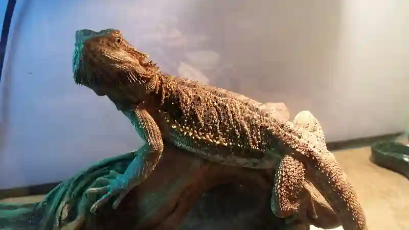 Can Bearded Dragons Eat Sunflower Petals?