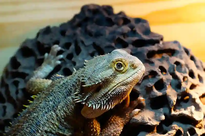 Can Bearded Dragons Eat Sunflower Seeds?