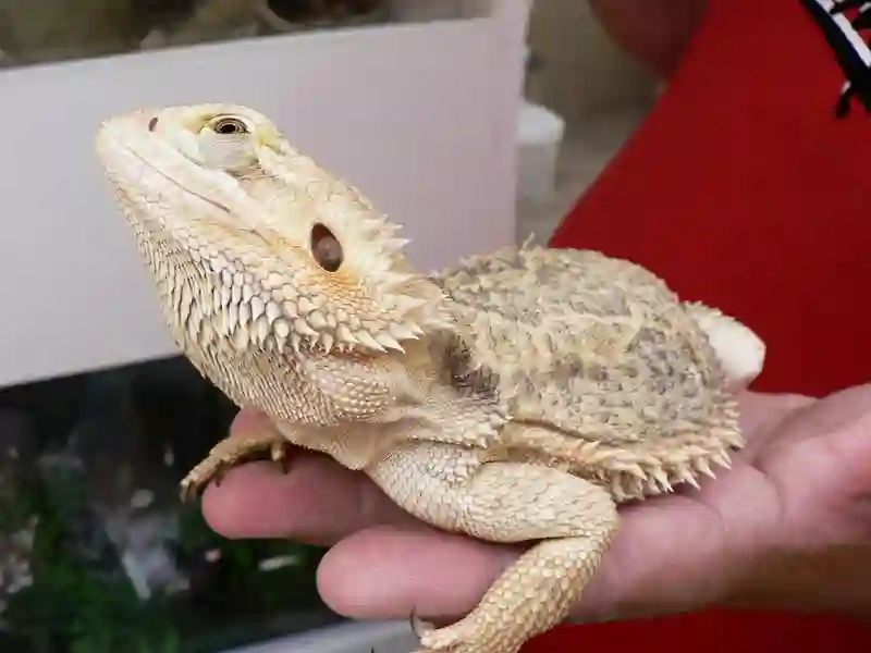 Can Bearded Dragons Eat Woodlice?