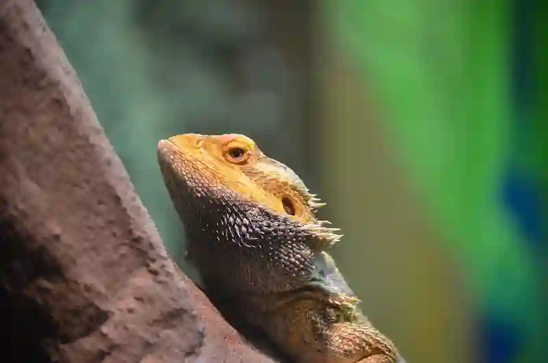 Can I Hold My Bearded Dragon After He Eats?
