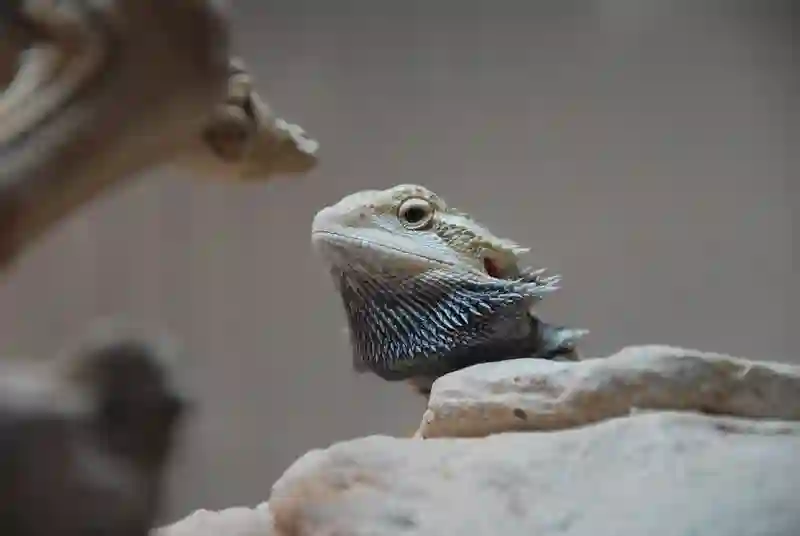 Do Bearded Dragons Carry Diseases?: Risks of Disease Transmission