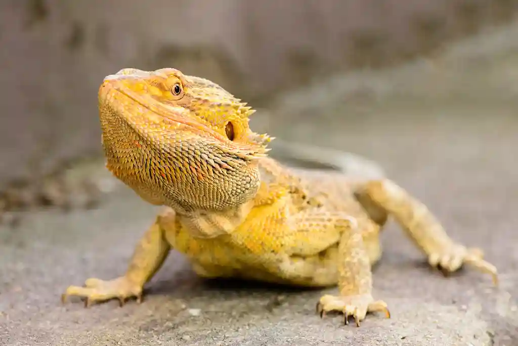 Do Mealworms Cause Impaction in Bearded Dragons?