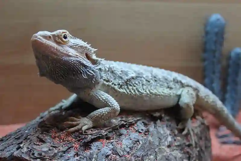 Does Your Bearded Dragon’s Body Language Reveal How It’s Feeling?