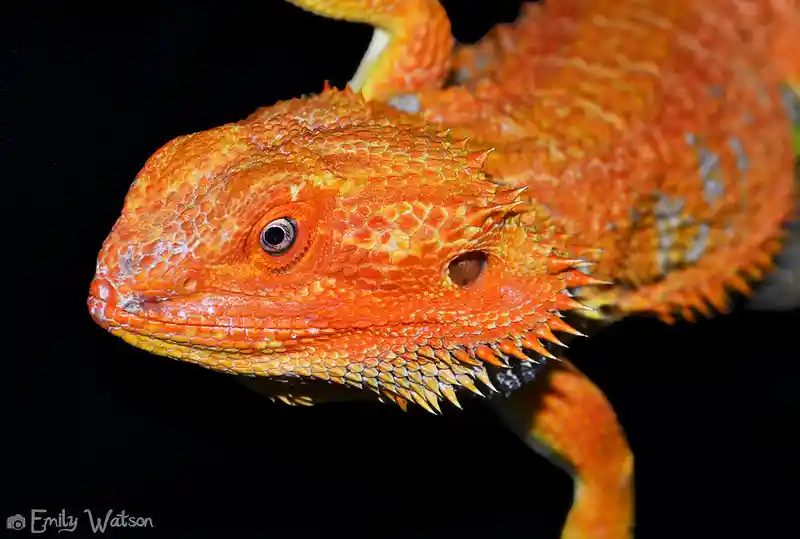 Rainbow Bearded Dragon: Your Ultimate Pet Companion with a Splash of Colors