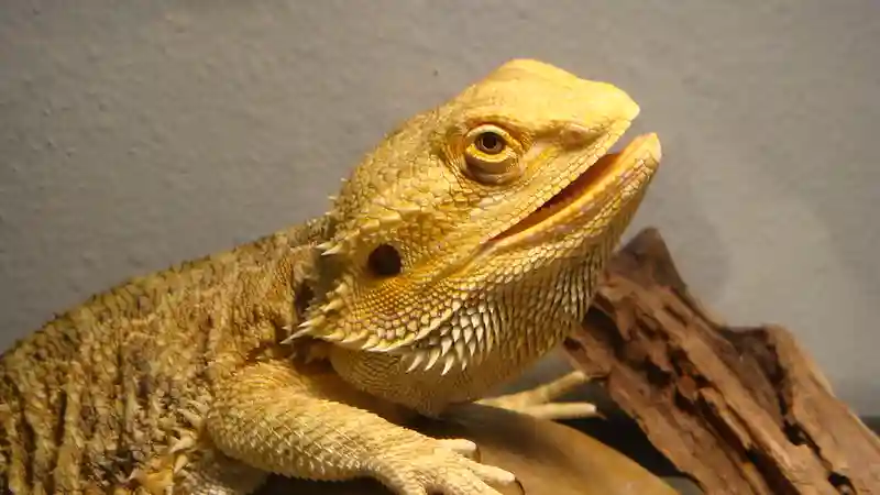 How To Bearded Dragon Proof A Room?