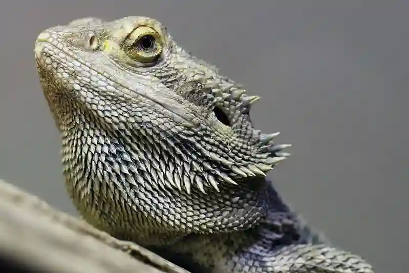 How To Read Bearded Dragon Body Language: 10 Signs To Look For