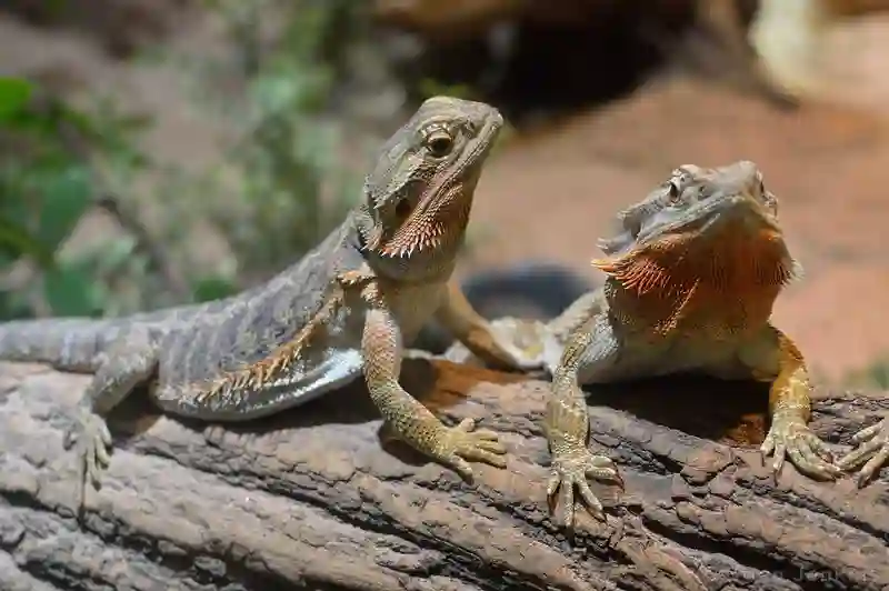How To Tell The Sex Of A Bearded Dragon?