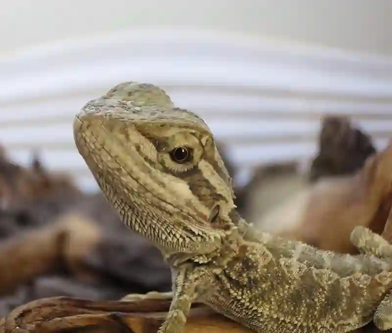 How much does a baby bearded dragon cost
