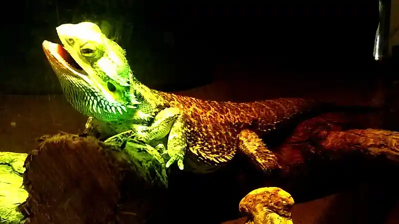 Is 115 Degrees Too Hot for Bearded Dragons?