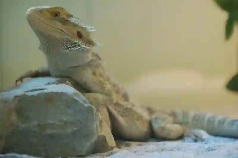 Learn The Language Of Bearded Dragons: A Guide To Interpreting Body Language
