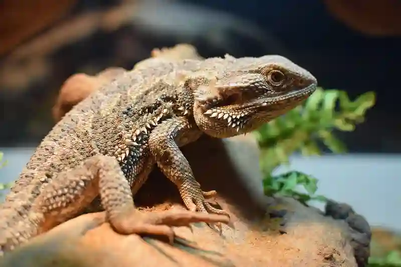 Mastering Bearded Dragon Body Language: Tips And Tricks For Interpreting Your Pet
