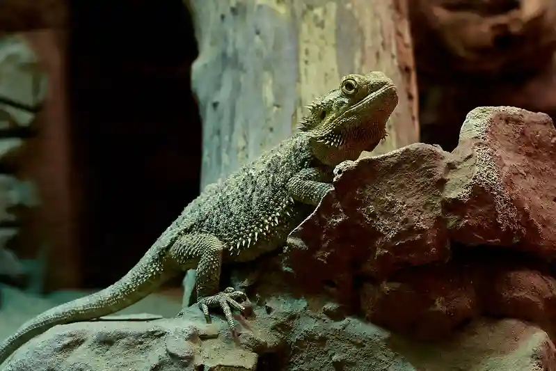 Reptile Carpet: A Cozy Haven for Bearded Dragons?