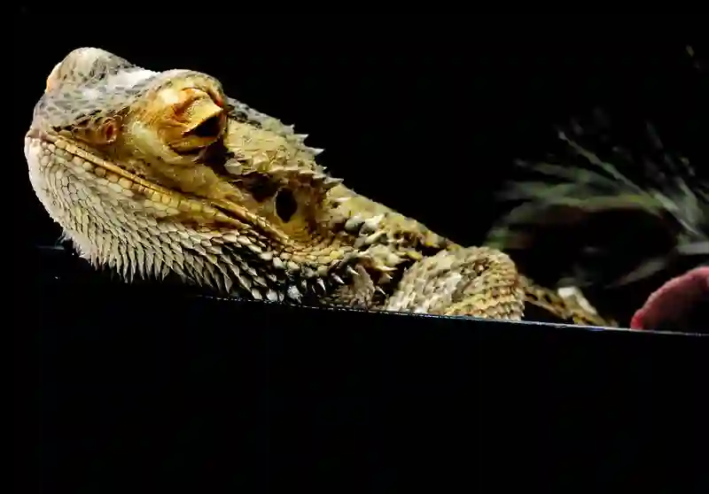 Top 5 Health Concerns for Bearded Dragons and How to Keep Them Happy and Healthy