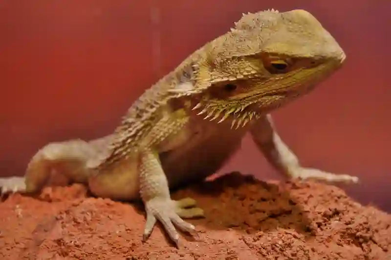 Understanding Your Bearded Dragon’s Language: A Guide To Interpreting Body Language