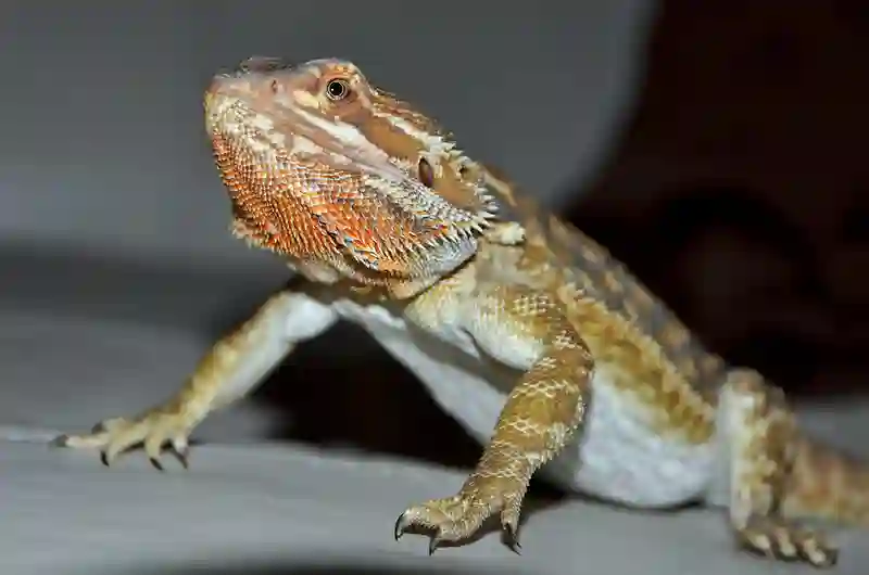 What Can I Feed My Baby Bearded Dragon Besides Crickets?