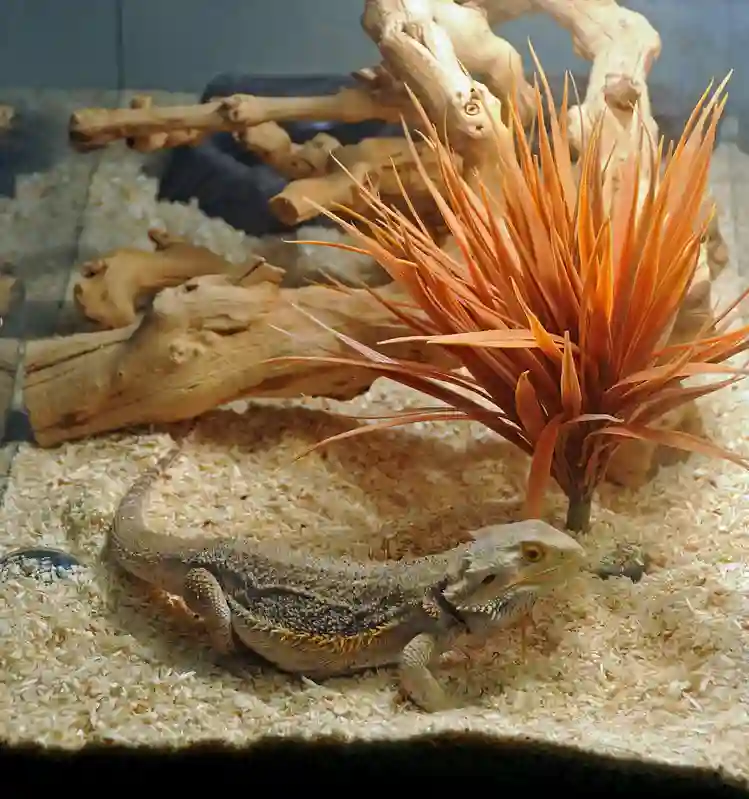 Can Bearded Dragons Eat Calcium Sand?