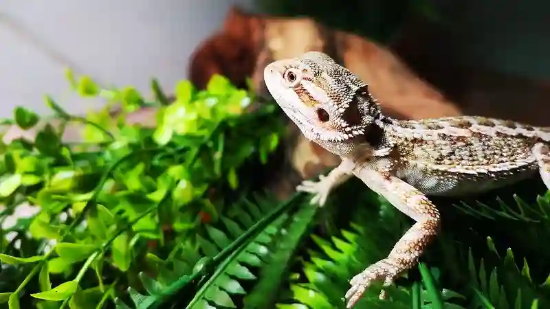 Can Bearded Dragons Eat Limes?
