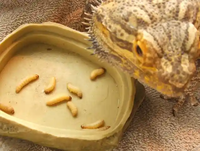 Can Bearded Dragons Eat Hornworms?