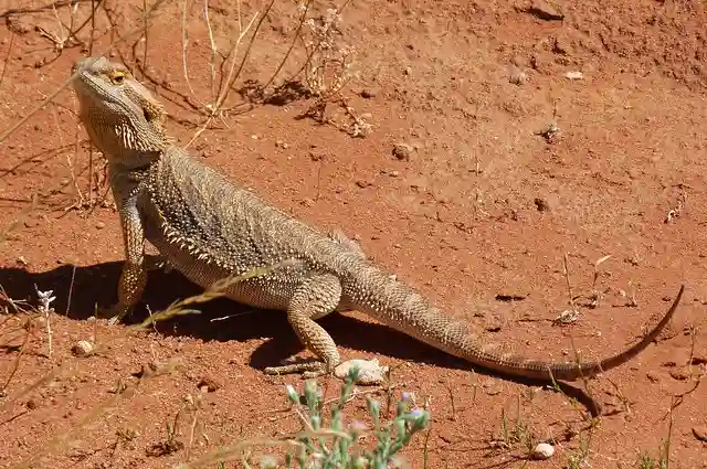 Is 120 Degrees Too Hot for a Bearded Dragon: Understanding the Optimal Temperature Range