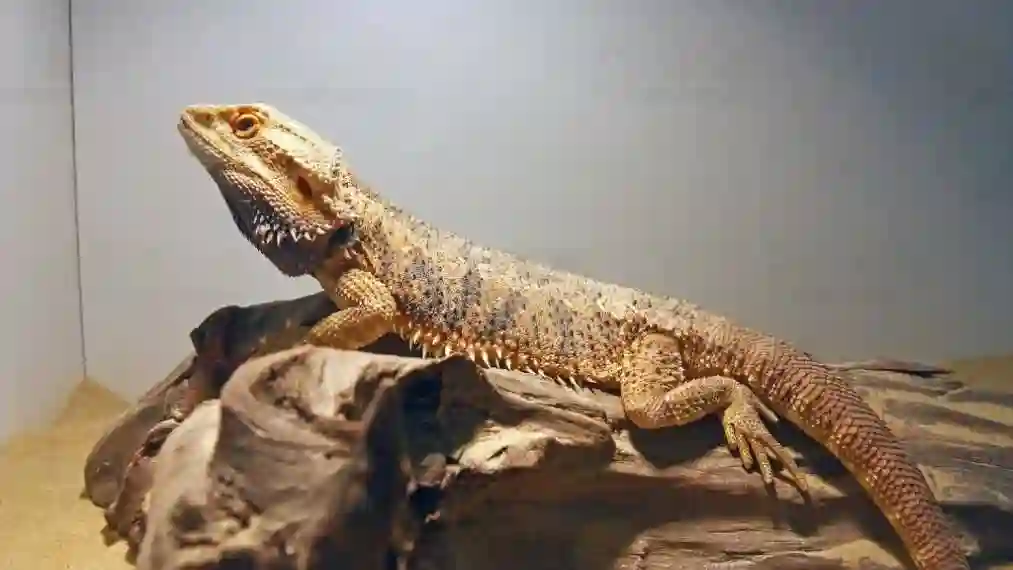 Can Bearded Dragons Eat Rosemary?