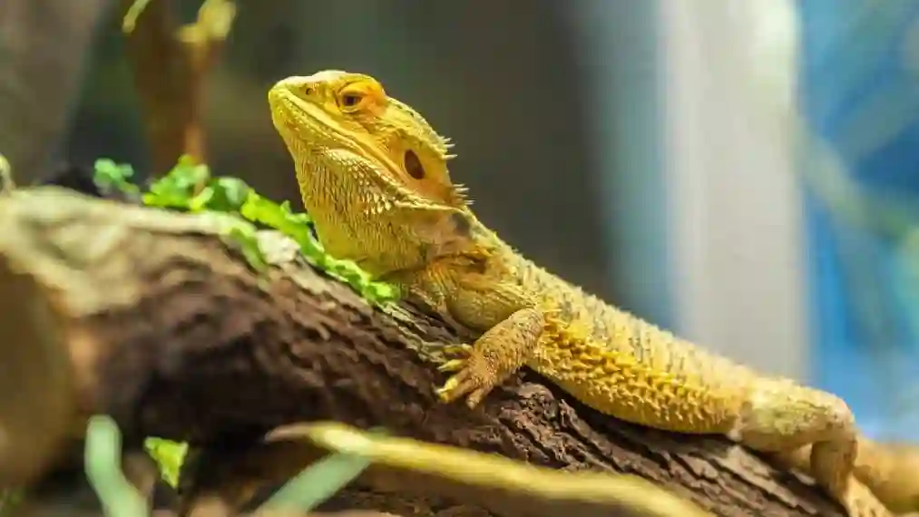 Can Bearded Dragons Eat Boxelder Bugs?