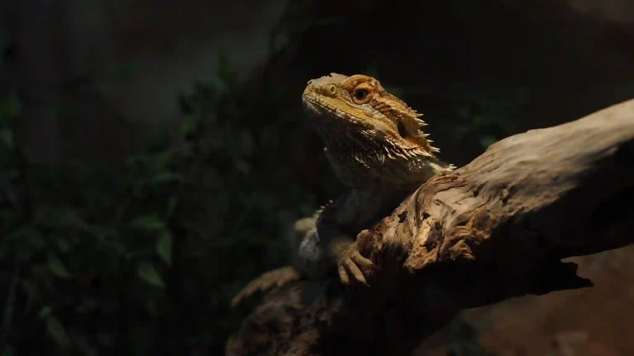 Can Bearded Dragons Eat Wolf Spiders?