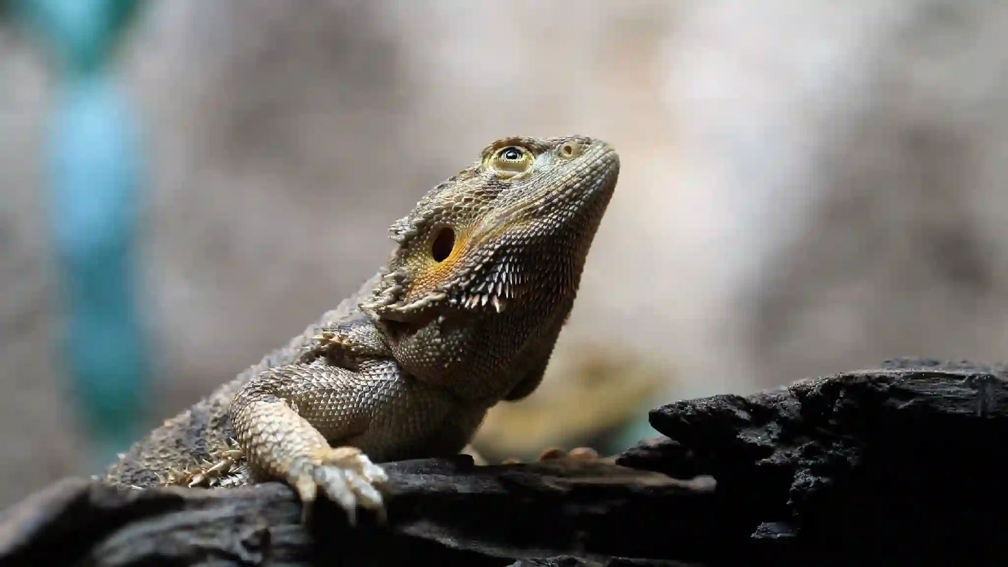 Can Bearded Dragons Eat Bay Leaves?