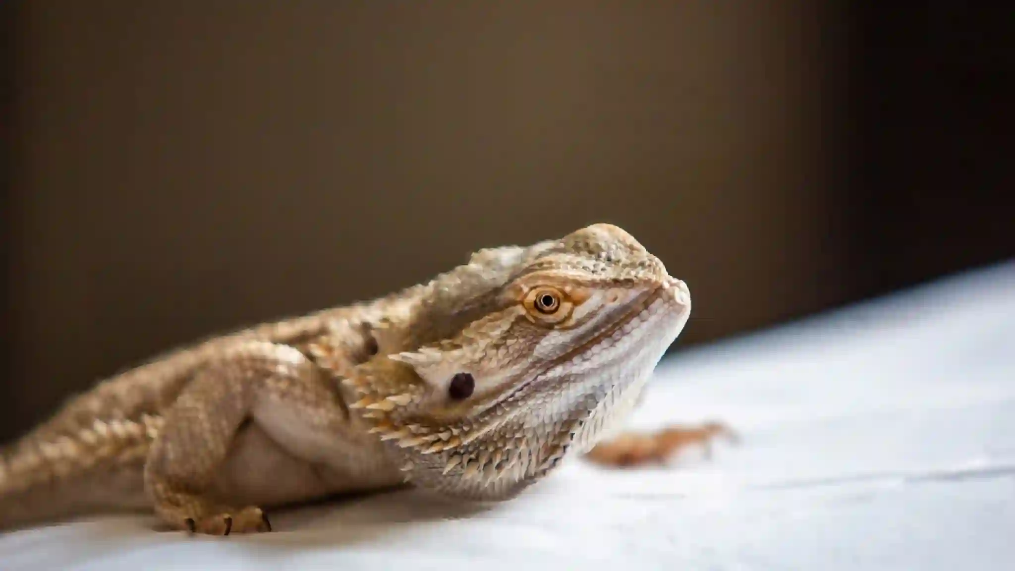 Can Bearded Dragons Eat Wet Cat Food?