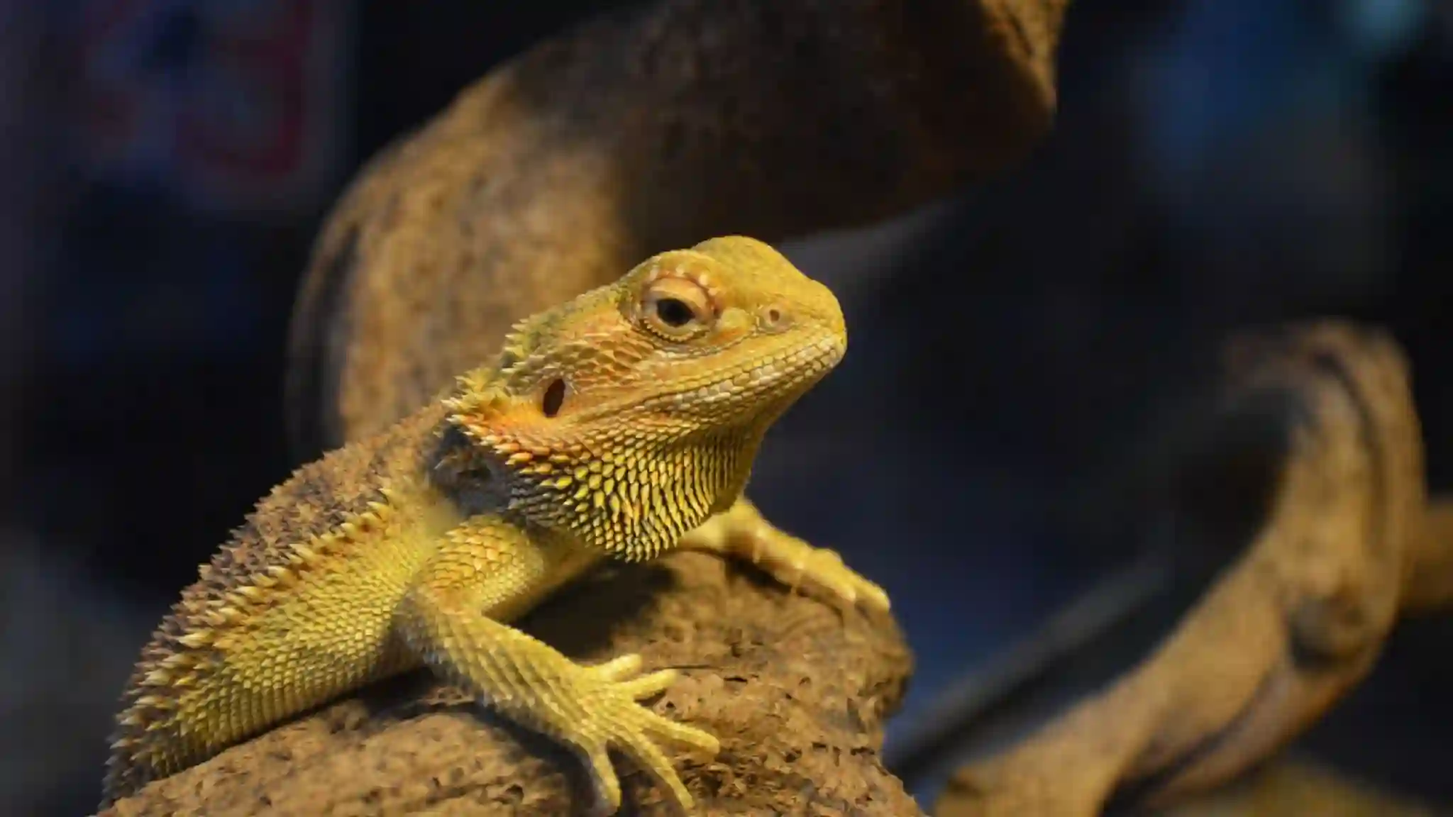 Can Bearded Dragons Eat Turtle Food?