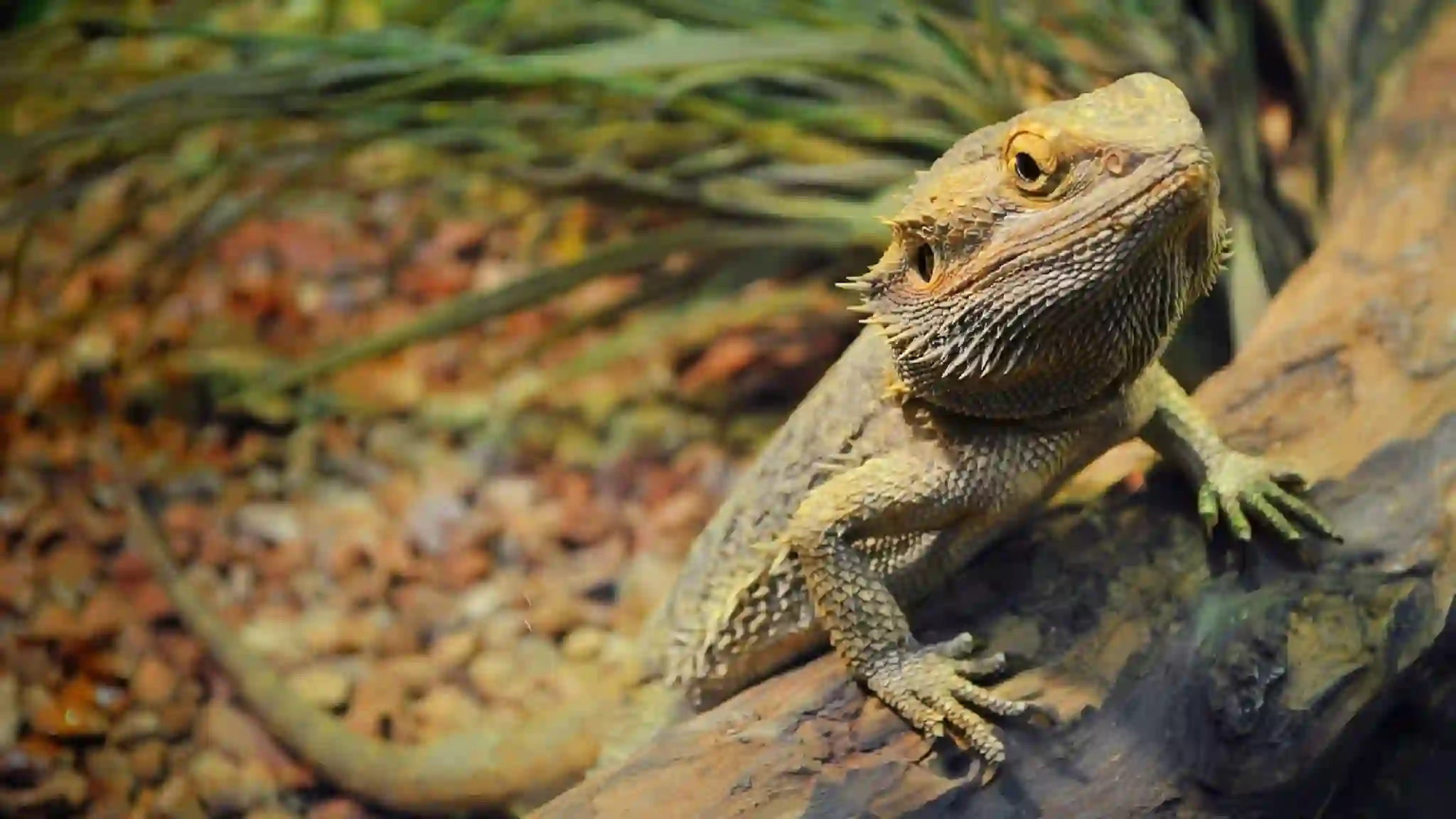 Can Bearded Dragons Eat Calcium Powder?