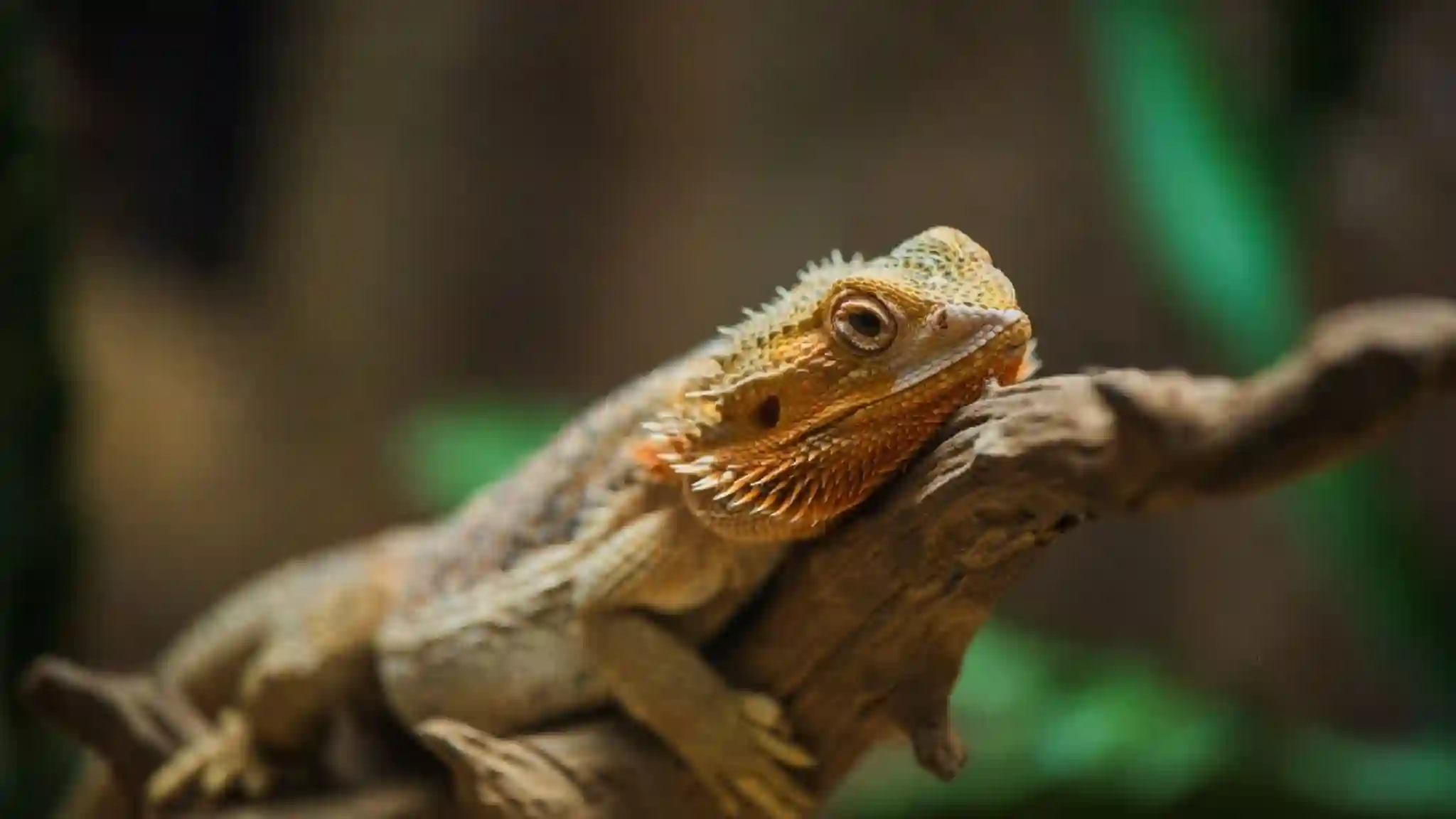 Can Bearded Dragons Eat Wasps?