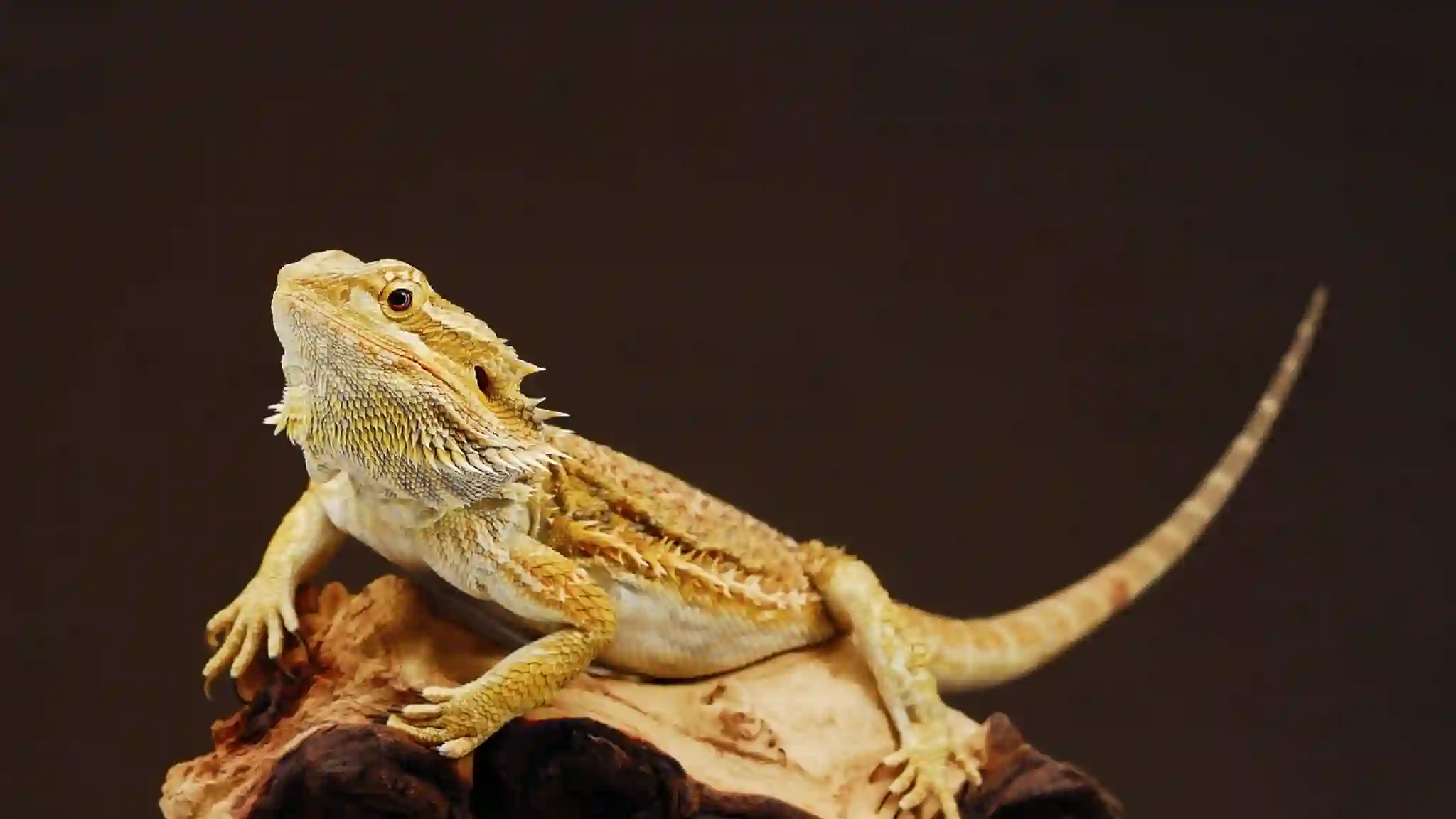 Can Bearded Dragons Eat Earthworms?