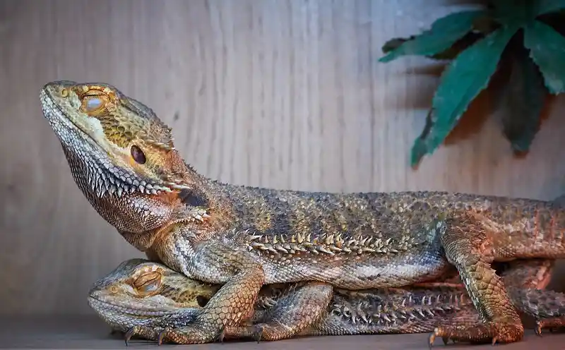What Do Bearded Dragons Like to Sleep On?
