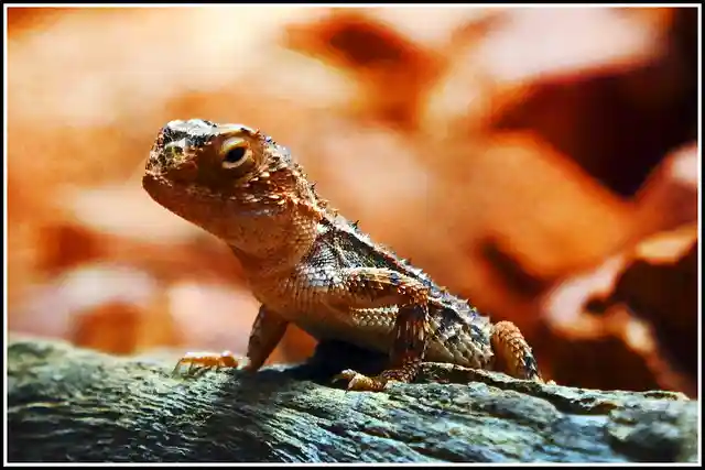 What Temperature Is Too Hot for a Bearded Dragon?