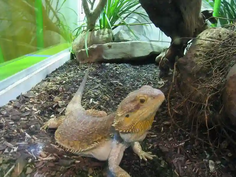 Are Bearded Dragons Legal In California
